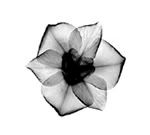 xrayflower4.jpg